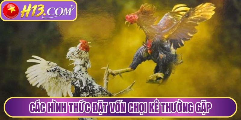 Các hình thức đặt vốn chọi kê thường gặp 