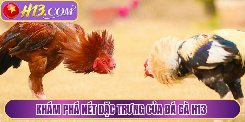 Khám phá nét đặc trưng của đá gà H13 